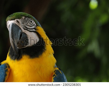 Arara Amarela, Canindé, Wild Life, Animal, Close-up, Macaw