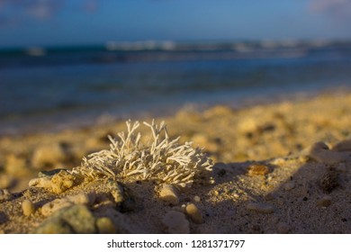 Arashi Beach Coral