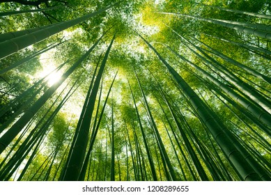 Arashiyama Bamboo Forest In Kyoto, Japan.