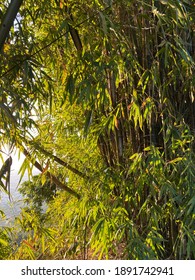 Arashiyama Bamboo Forest In Kyoto Japan With The Best Look Out Across The Glamping Goldentriangle. Also The Greatest Asia Travel Memory Of Arashiyama Bamboo Forest