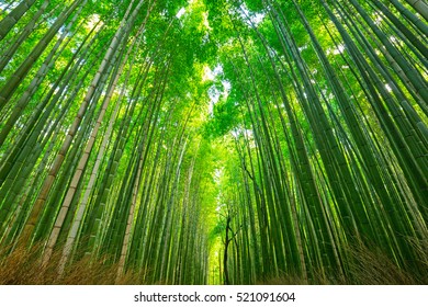 Arashiyama Bamboo Forest Kyoto Japan Stock Photo 521091604 | Shutterstock