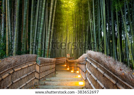 Arashiyama Bamboo Forest in  Kyoto Japan