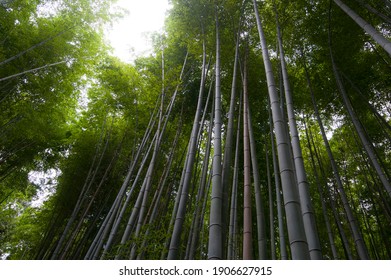 Bamboo Forest Wallpaper 图片 库存照片和矢量图 Shutterstock