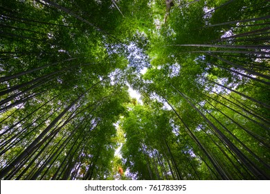 Arashiyama bamboo grove at spring time in Kyoto, Japan. On CNN, Arashiyama was referred to as one of the most beautiful groves on Earth.