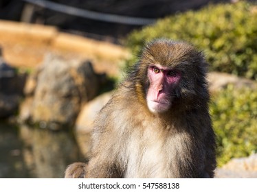 kyoto monkey park