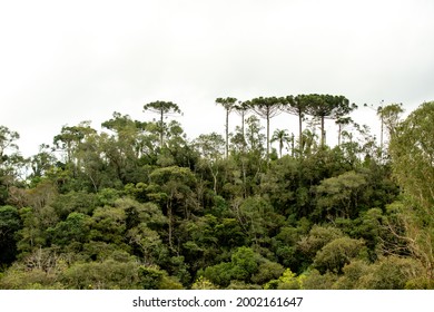 Araucaria Angustifolia Forest, Paraná Pine . Prehistoric Tree That Produces The Pinhão Fruit