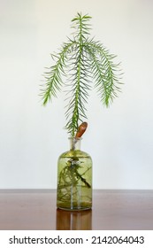 Araucaria Angustifolia (Paraná Pine) In The Glass Jar Sprouting . Isolated On A Wooden Table On A Light Background