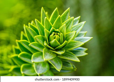 Araucaria Araucana Green Leaves On Tree, Close Up ( Monkey Puzzle Tree, Monkey Tail Tree,  Chilean Pine ) . Evergreen Plant With Green Leafs In Park. Beautiful Green Nature Wallpaper