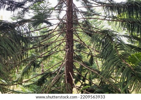 Araucaria columnaris (G. Forst.) Hook.  It is endemic to New Caledonia in the southwestern
Pacific Ocean. Stock fotó © 