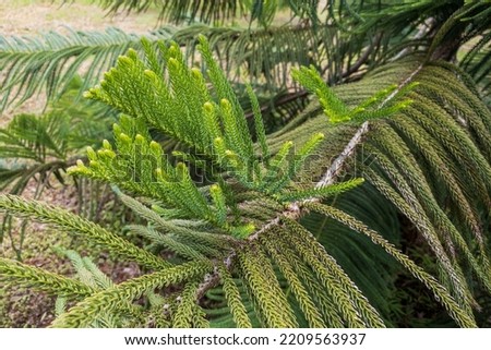 Araucaria columnaris (G. Forst.) Hook.  It is endemic to New Caledonia in the southwestern
Pacific Ocean. Stock fotó © 