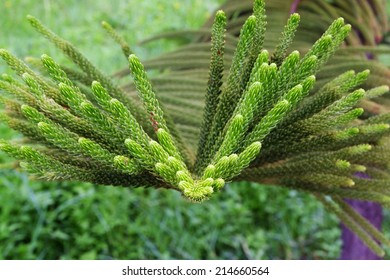  Araucaria Heterophylla