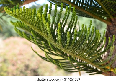 Araucaria Heterophylla