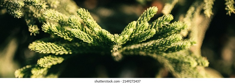 Norfolk Island Pine Tree Images Stock Photos Vectors Shutterstock