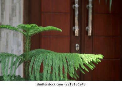 Araucaria Heterophylla At The Door