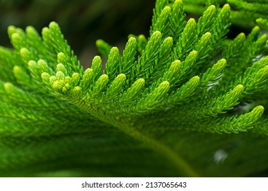 Araucaria Heterophylla Has Green Leaves.