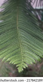 Araucaria Heterophylla Or Norfolk Fir