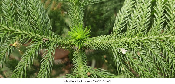 Norfolk Pine Tree High Res Stock Images Shutterstock