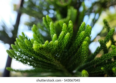 Araucaria Heterophylla (norfolk Island Pine)