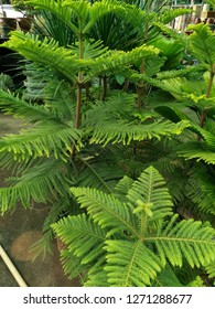 Araucaria Heterophylla Plant