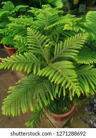 Araucaria Heterophylla Plant