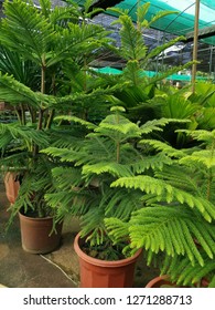 Araucaria Heterophylla Plant