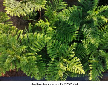 Araucaria Heterophylla Plant