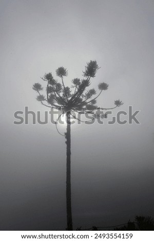 Similar – bottrop Nature Landscape