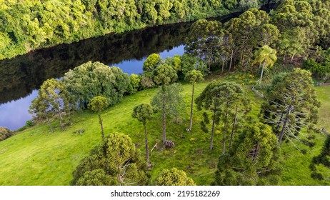 Araucaria Tree From Aerial View