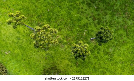 Araucaria Tree From Aerial View