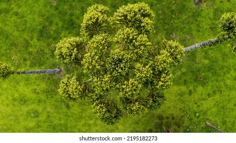 Araucaria Tree From Aerial View