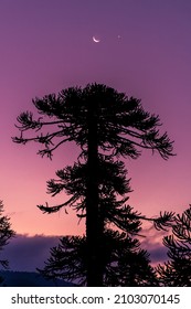 Araucaria Tree At Dawn In Conguillío National Park, Chile