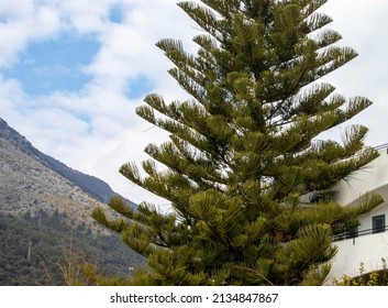 Araucaria variegated, or Norfolk pine, is a species of evergreen coniferous trees from thegenus Araucaria of the Araucariaceae family. A tree in southern Italy against the backdrop of mountains.