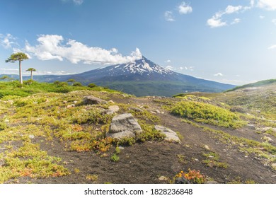 Araucarias And Llaima Volcano, 