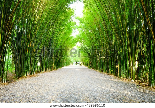 Arbor bamboo forest that occurs naturally in Chulabhorn wanaram Temple, Nakhon Nayok province and the length of several meters