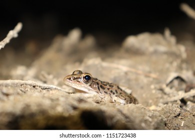 Arbor Hills Nature Preserve Plano,Tx - 7/12/18 Lone Frog By A Pond