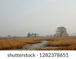 arbor in mist