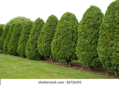 Arbor Vitae, Thuja, Evergreen Tree