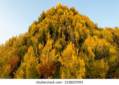 Arbor Vitae Thuja In Garden