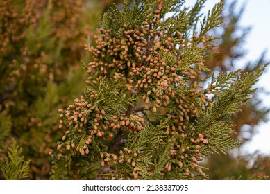 Arbor Vitae Thuja In Garden