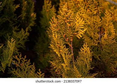 Arbor Vitae Thuja In Garden