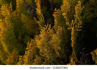 Arbor Vitae Thuja In Garden