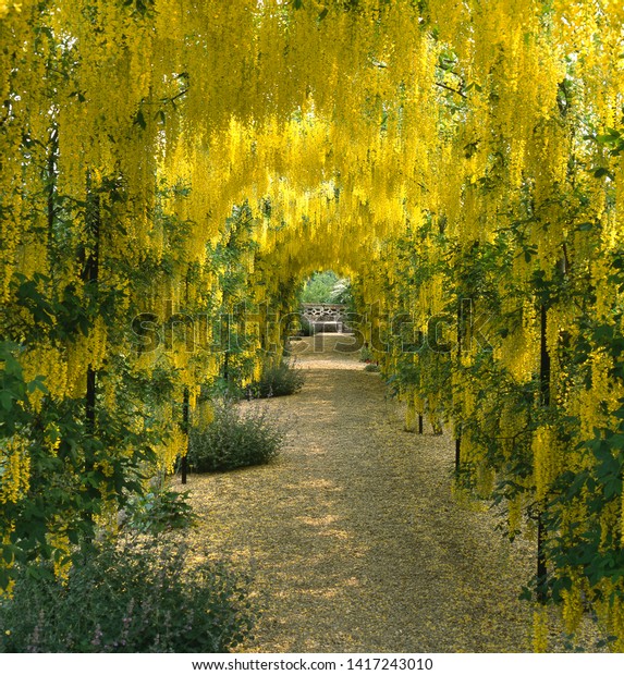 Arbor Yellow Flowers Golden Chain Tree Stock Photo (Edit Now) 1417243010