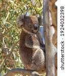 An arboreal herbivorous marsupial native to Australia known as a Koala (Phascolarctos cinereus).