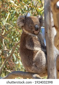 An arboreal herbivorous marsupial native to Australia known as a Koala (Phascolarctos cinereus).