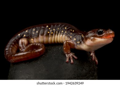 The Arboreal salamander (Aneides lugubris)