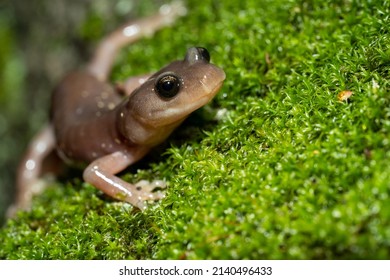 An arboreal salamander in its native habitat in Southern California. 