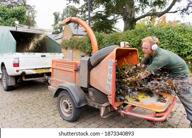 Arborist Chipping Copper Beech Tree Branches Through The Wood Chipper