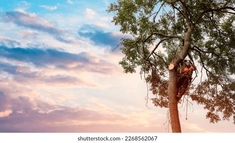 Arborist climbing up the tree and cutting branches off with small petrol chainsaw - Powered by Shutterstock