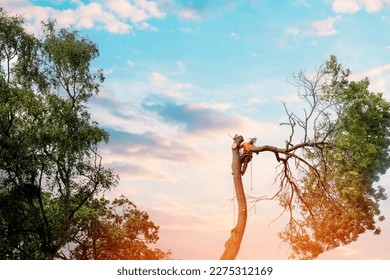 Arborist climbing up the tree and cutting branches off with small petrol chainsaw