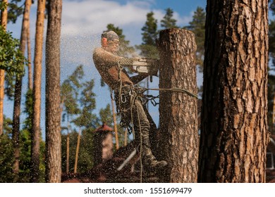 Arborist Cuts A Dry, Diseased Tree On A Site Near The House. Security.